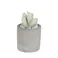 ダルトン DULTONカクタス フレグランス ディフューザーCACTUS FRAGRANCE DIFFUSER S.FLOWER G875-959-SF 4997337895910【別送品】