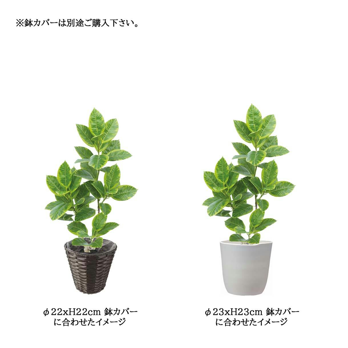 GREEN COFFRET アルテシマ90cm 人工観葉植物 フェイクグリーン