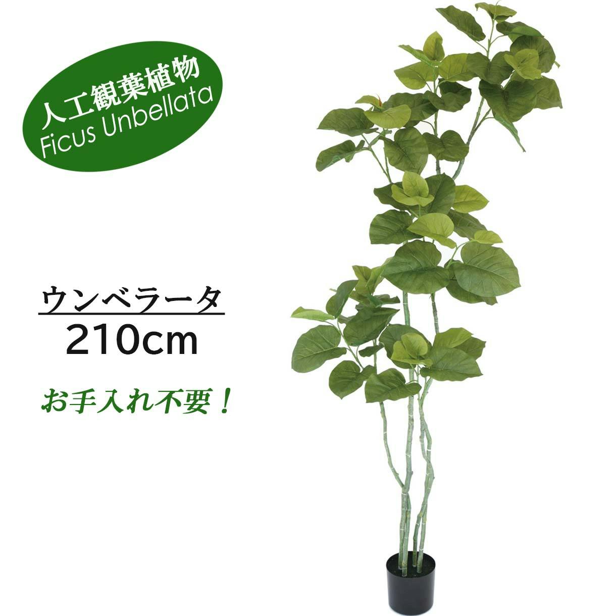 GREEN COFFRET ウンベラータ210cm 人工観葉植物 フェイクグリーン インテリアグリーン RI-087.GR【別送品】 | 花＆グリーン  通販 | ホームセンターのカインズ