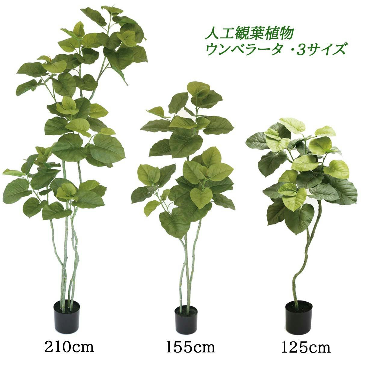 その他観葉植物 kona 観葉植物 ドラセナ カンボジアーナ 8号 プラスチック鉢 | 観葉