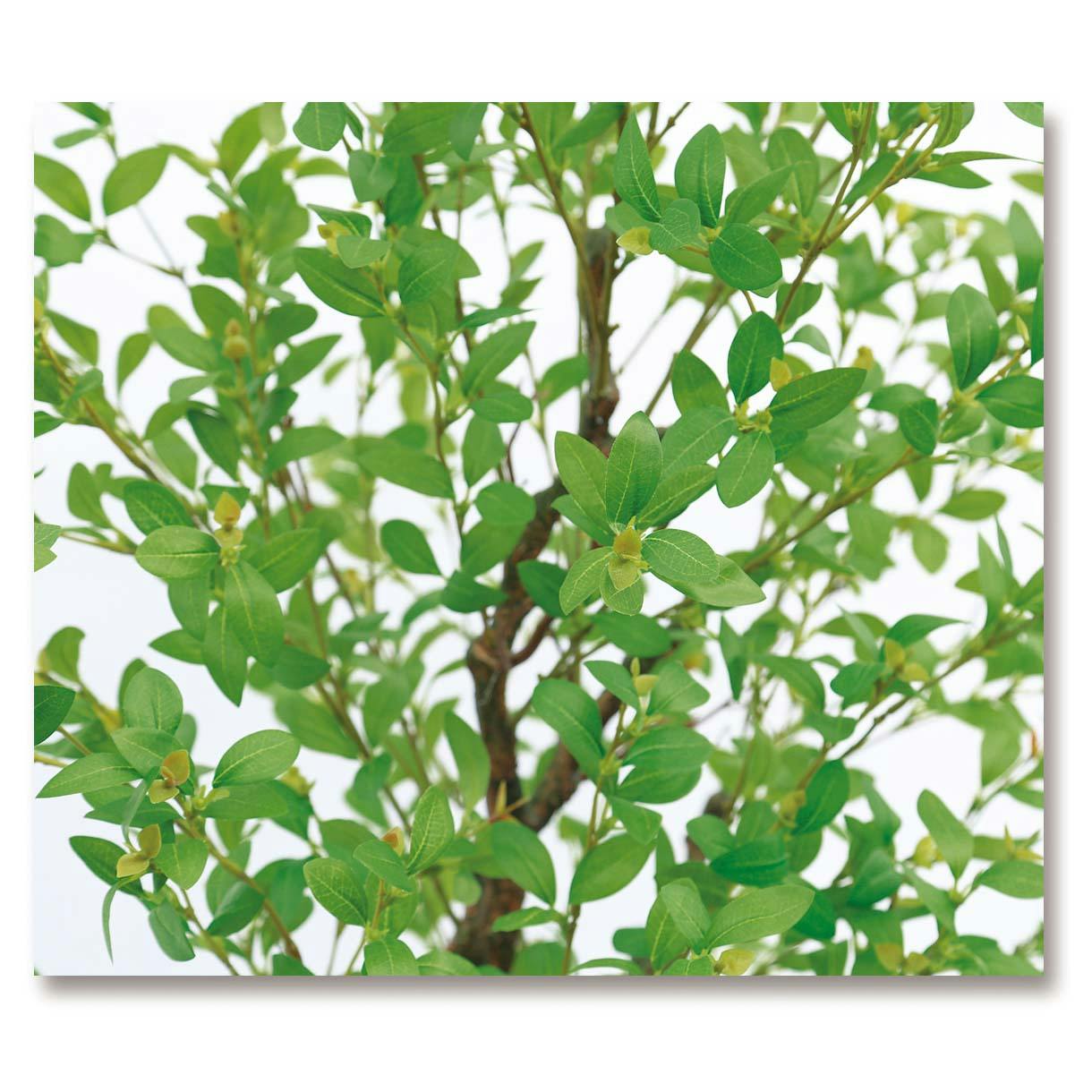 GREEN COFFRET フィッカスツリー170cm 人工観葉植物 フェイクグリーン