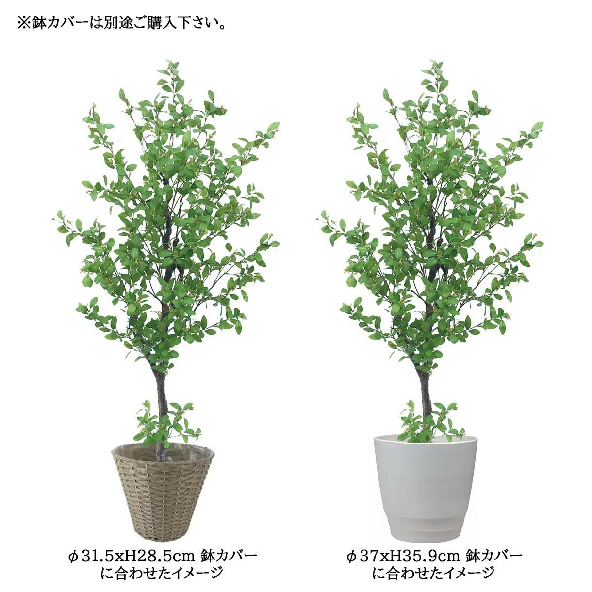 GREEN COFFRET フィッカスツリー170cm 人工観葉植物 フェイクグリーン