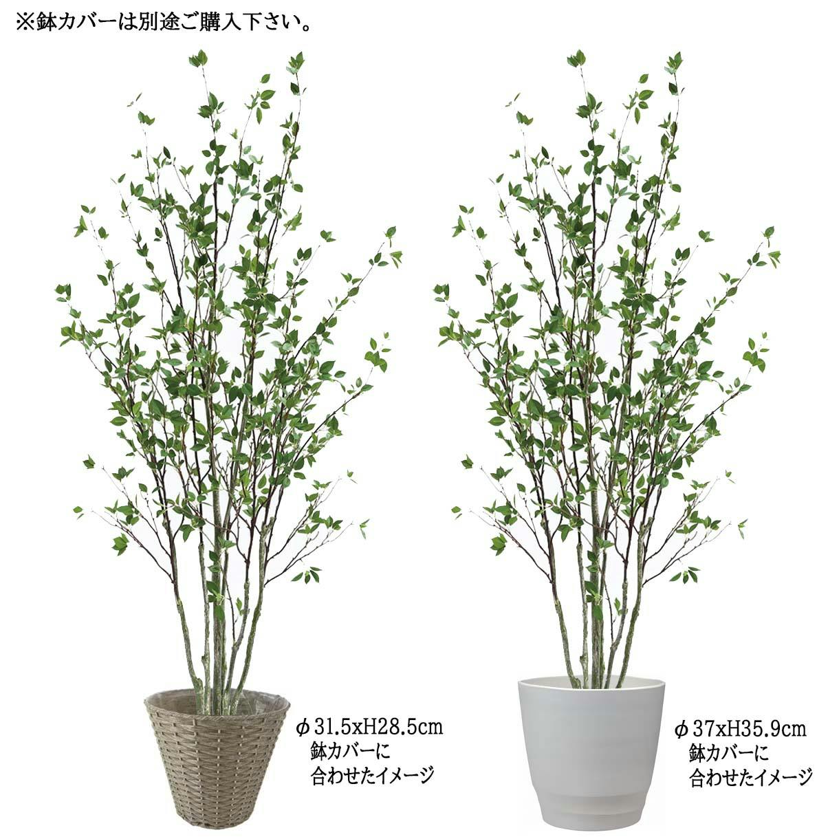 GREEN COFFRET シャラ株立ち210cm 人工観葉植物 フェイクグリーン