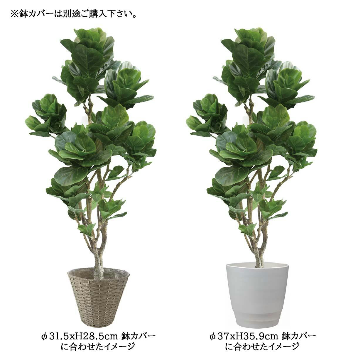 GREEN COFFRET カシワバゴム180cm 人工観葉植物 フェイクグリーン インテリアグリーン PG-6630RI.GR【別送品】 | 花＆ グリーン 通販 | ホームセンターのカインズ