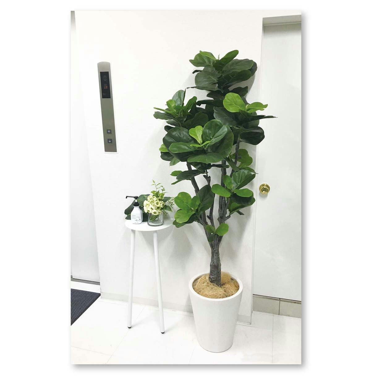 光触媒　人工観葉植物　ウォールグリーン　フェイクグリーン　カシワバゴム160 光触媒 人工観葉植物 ウォールグリーン フェイクグリーン