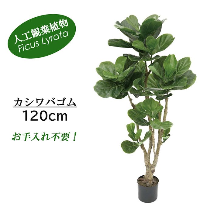 GREEN COFFRET カシワバゴム120cm 人工観葉植物 フェイクグリーン インテリアグリーン RI-004.GR【別送品】