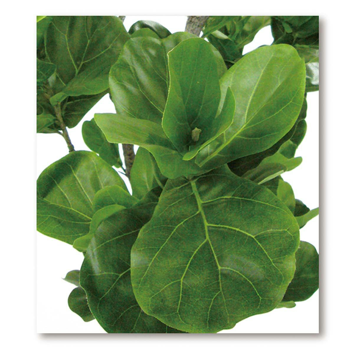 GREEN COFFRET カシワバゴム120cm 人工観葉植物 フェイクグリーン