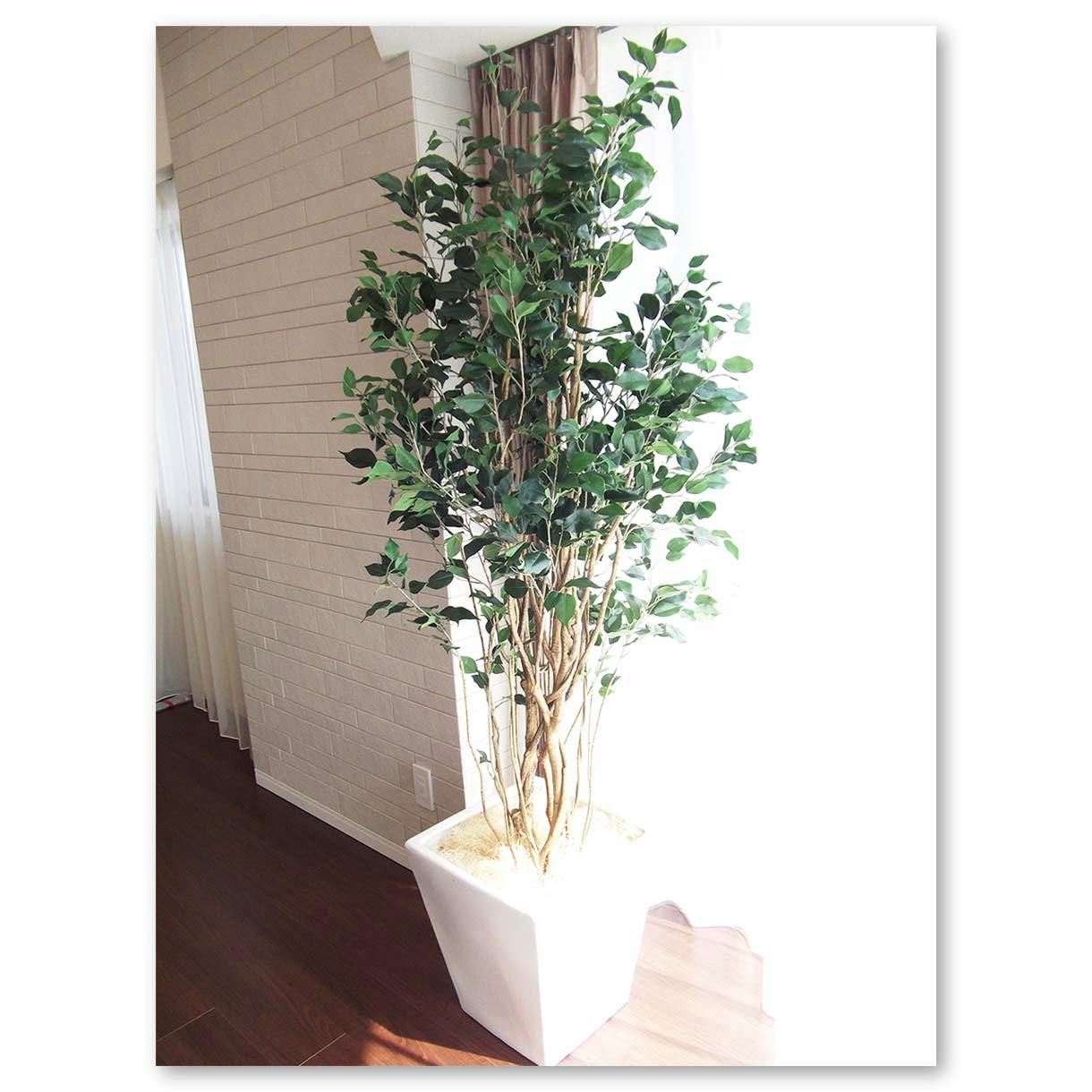 光触媒　人工観葉植物　ウォールグリーン　フェイクグリーン　ベンジャミン180 GREEN COFFRET ベンジャミン180cm 人工観葉植物 フェイクグリーン