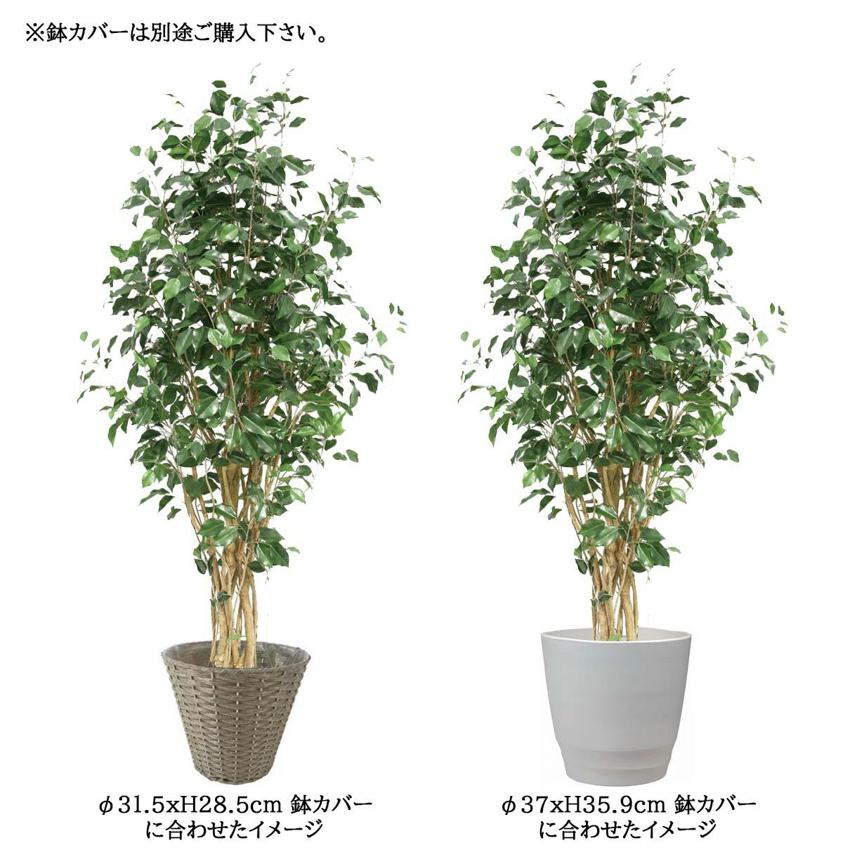 GREEN COFFRET ベンジャミン180cm 人工観葉植物 フェイクグリーン