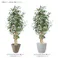 GREEN COFFRET ベンジャミン180cm 人工観葉植物 フェイクグリーン インテリアグリーン RI-017.GR【別送品】