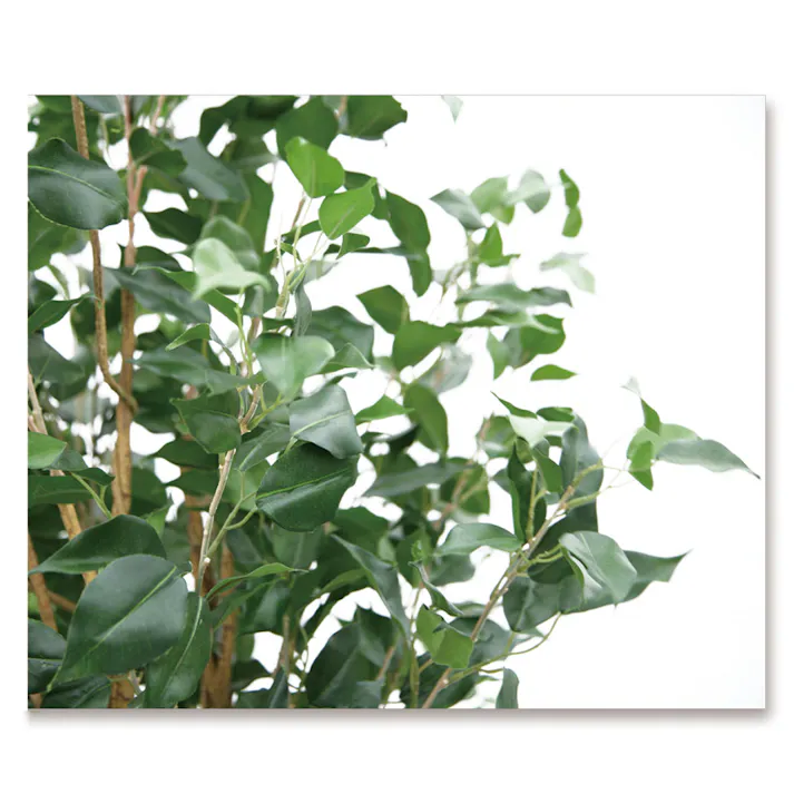 GREEN COFFRET ベンジャミン160cm 人工観葉植物 フェイクグリーン インテリアグリーン RI-081.GR【別送品】