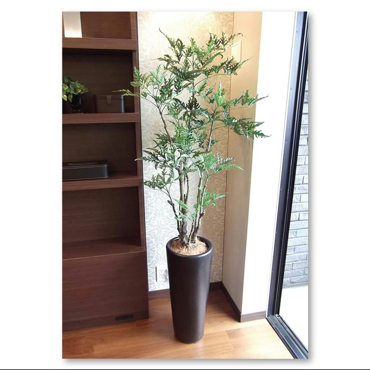 観葉植物　130株以上まとめ売り 楽天市場】観葉植物 【パキラ ガジュマル サンスベリア ほか