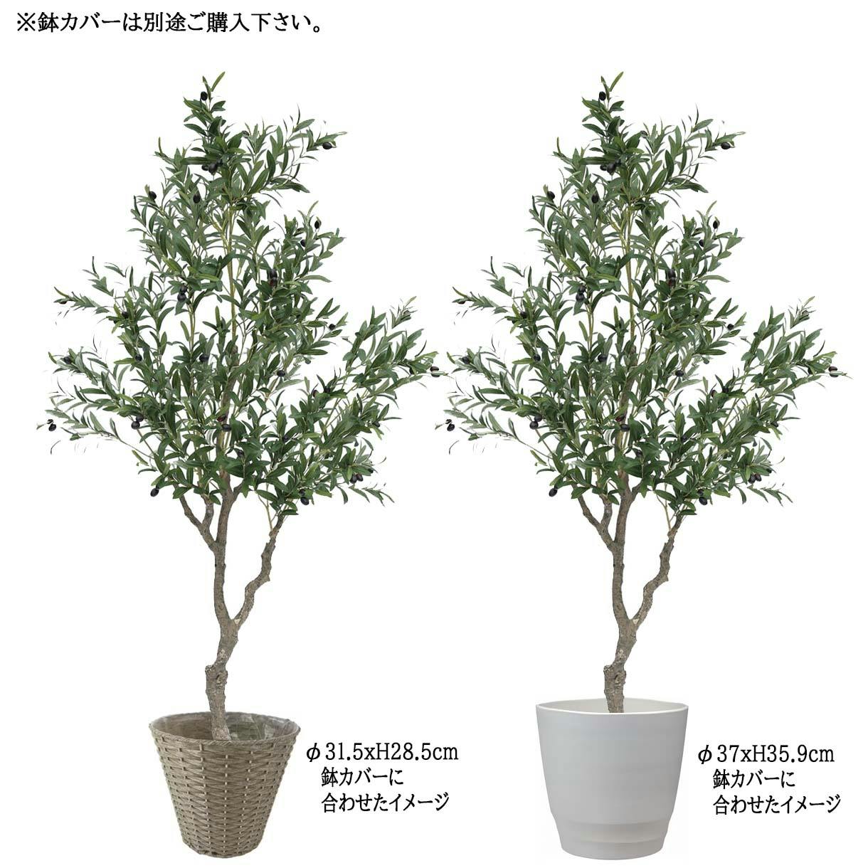 (引取り限定)オリーブの木 引取り限定)オリーブの木 引取り限定)オリーブの木 オリーブの木②