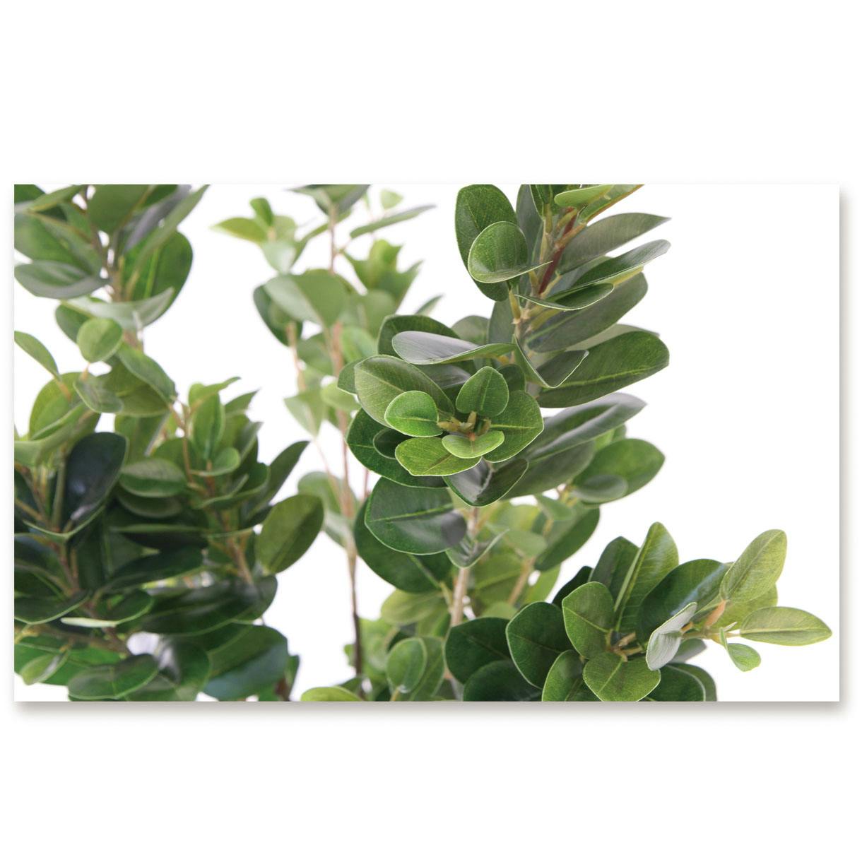 フランスゴム（サンプル） GREEN COFFRET フランスゴムボサ160cm 人工観葉植物 フェイクグリーン