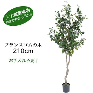 GREEN COFFRET フランスゴムの木210cm 人工観葉植物 フェイクグリーン インテリアグリーン PC-121-5-210【別送品】