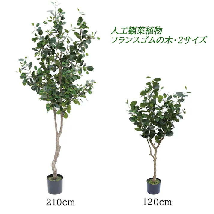 GREEN COFFRET フランスゴムの木210cm 人工観葉植物 フェイクグリーン インテリアグリーン PC-121-5-210【別送品】