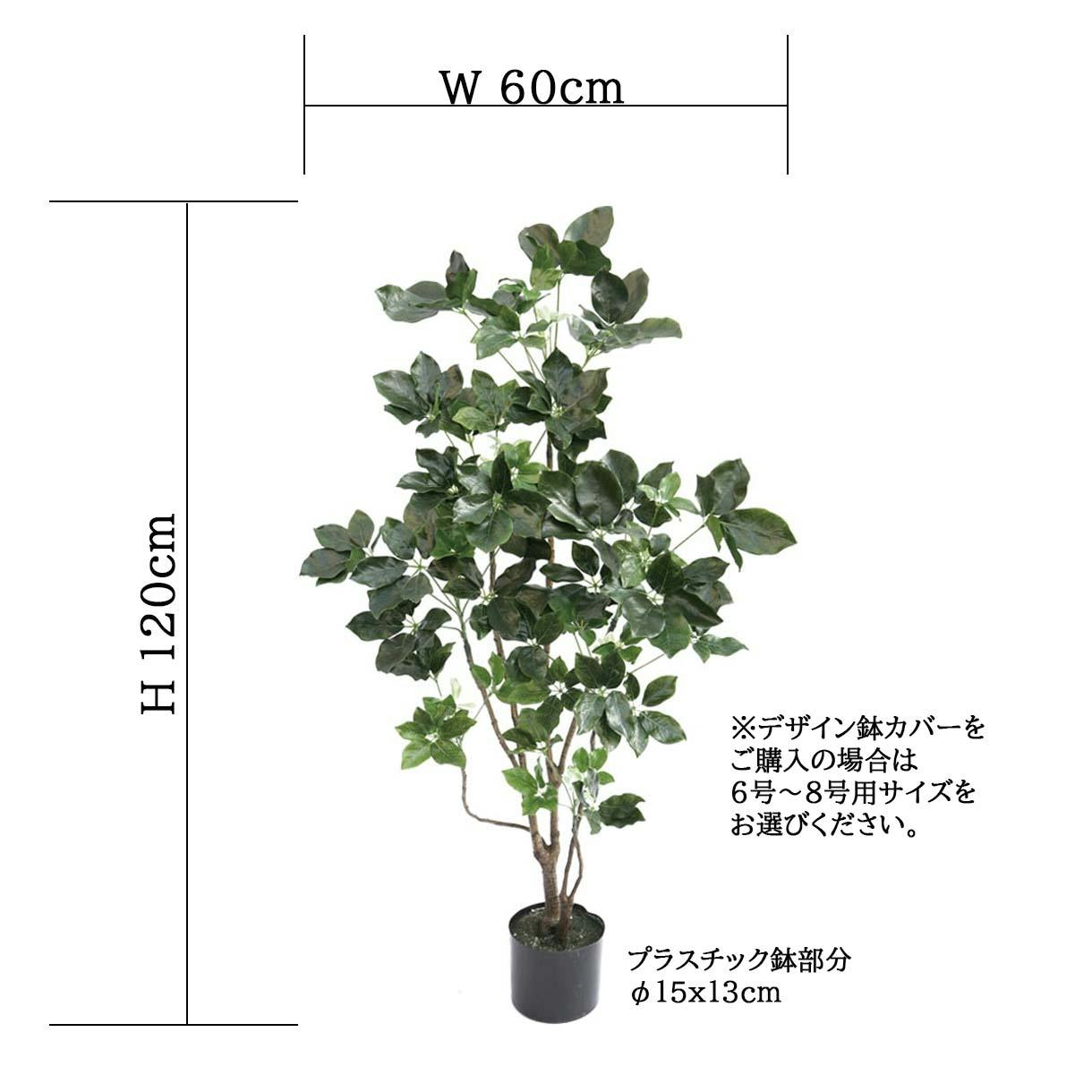 引取★1 シェフレラ SP 6号　観葉植物 引取☆1 シェフレラ SP 6号 観葉植物