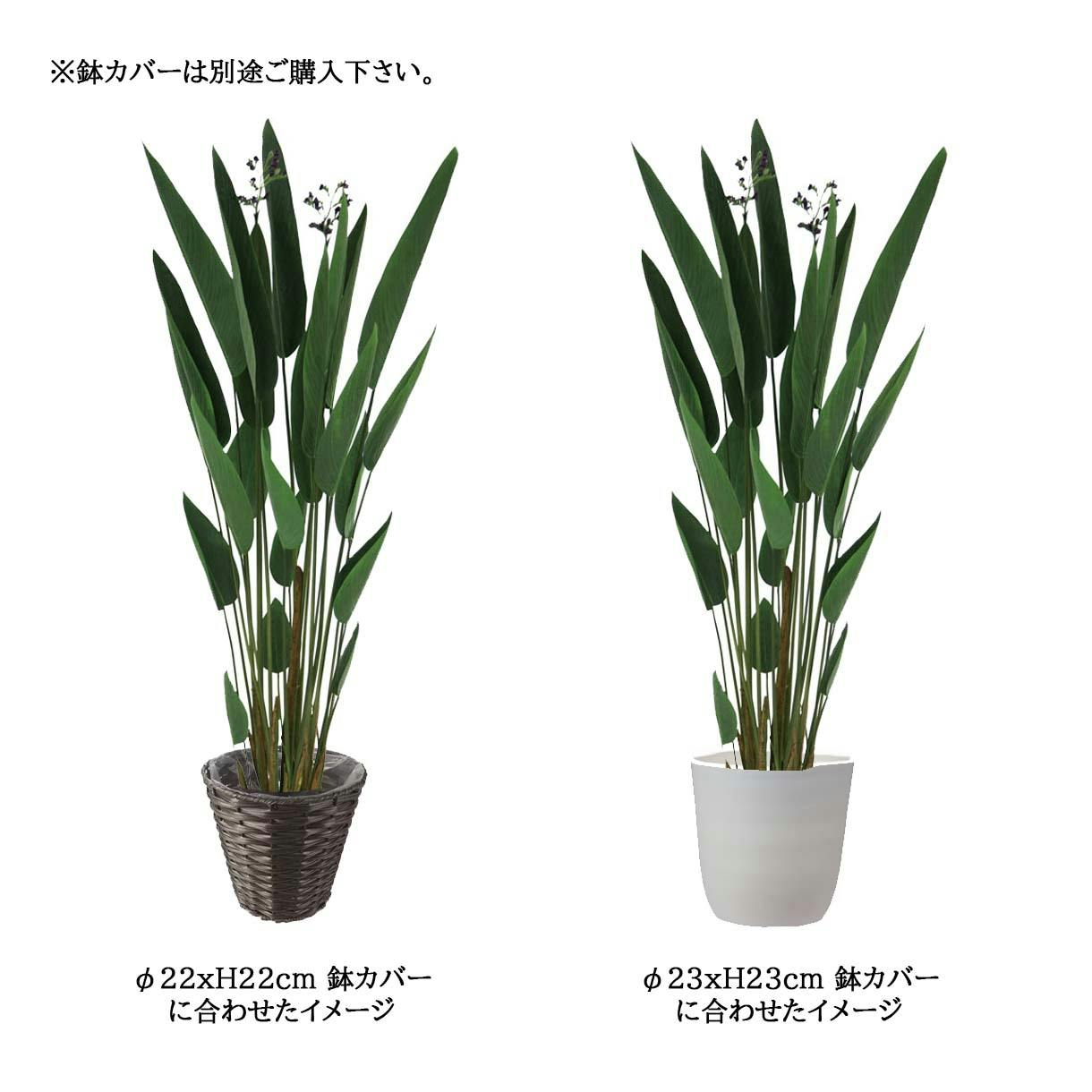 その他観葉植物 kona 観葉植物 ドラセナ ゴッドセフィアーナ 4号 ルーツ 15 K