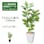 GREEN COFFRET アルテシマ120陶器鉢付・白 人工観葉植物 フェイクグリーン インテリアグリーン JT-1002-03-S-W【別送品】