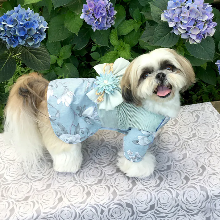 ONEKOSAMA OINUSAMA 浴衣 ペットウェア ブルー L【単品】 小型犬 洗える ons0019-bl-L【別送品】