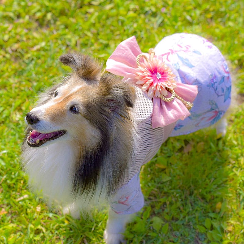 B374.pon2pan2☆オーダー犬浴衣ワンピ☆蝶 B374.pon2pan2☆オーダー犬浴衣ワンピ☆蝶