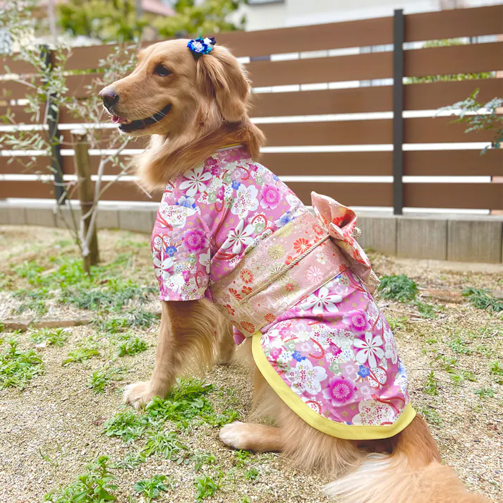 ONEKOSAMA OINUSAMA 振袖 着物風 ペットウェア チャームピンク 6L 大型犬 洗える ons0057-cpk-6L【別送品】