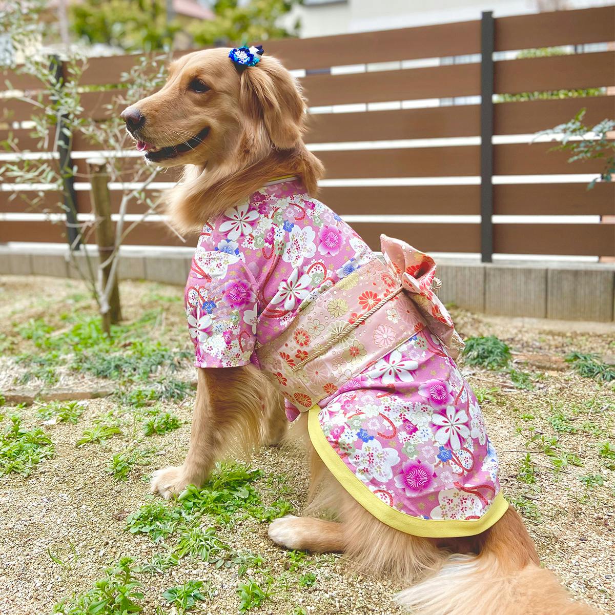 as know as de wan 犬用振袖 M 淡紅藤 新品未使用 as know as de wan 犬用振袖 M 淡紅藤 新品未使用 楽天市場】
