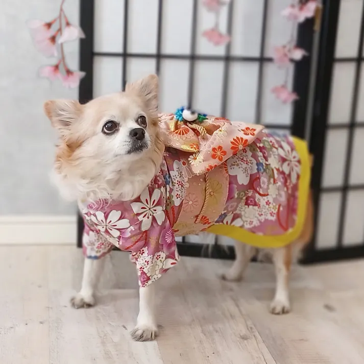 ONEKOSAMA OINUSAMA 振袖 着物風 ペットウェア チャームピンク M 小型犬 洗える ons0057-cpk-M【別送品】