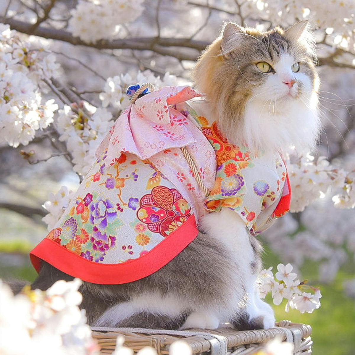 ONEKOSAMA OINUSAMA 振袖 着物風 ペットウェア クリーム 2L 小型犬