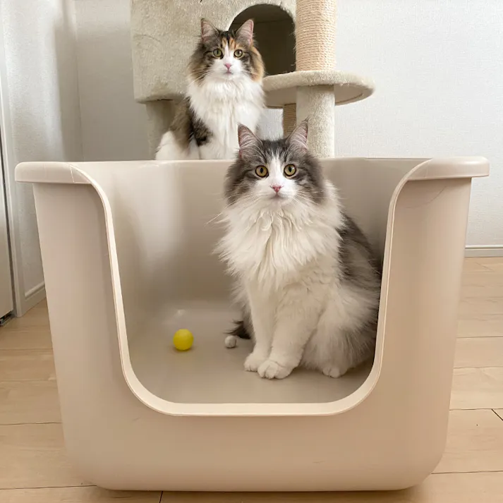 ONEKOSAMA OINUSAMA インテリア 猫トイレ BEAUTY ベージュ 抗菌素材 耐久性 入口低め ons0064-be【別送品】