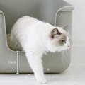 SWEET MOMMY ONEKOSAMA OINUSAMA インテリア 猫 トイレ BEAUTY PLUS グレー ons0065-gr【別送品】