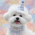 SWEET MOMMY ONEKOSAMA OINUSAMA バースデースタイ&帽子セット 犬 猫 ライトブルー ons0072-lbl【別送品】