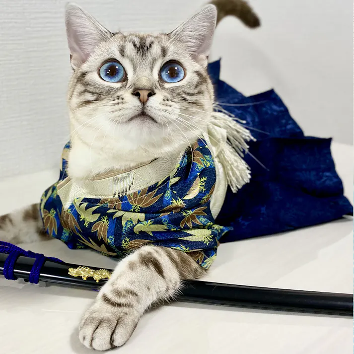 ONEKOSAMA OINUSAMA 袴風 着物 ペットウェア 竹ネイビー M 小型犬 洗える ons0082-banboonv-M【別送品】