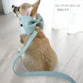 SWEET MOMMY ONEKOSAMA OINUSAMA スウェード調素材 リード 犬 猫 ライトブルー S ons0085-lbl-S【別送品】