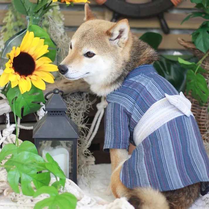 ONEKOSAMA OINUSAMA DESIGNERS GUILD 浴衣 ペットウェア ストライプ柄 ネイビー M 小型犬 洗える ons0100-nv-M【別送品】