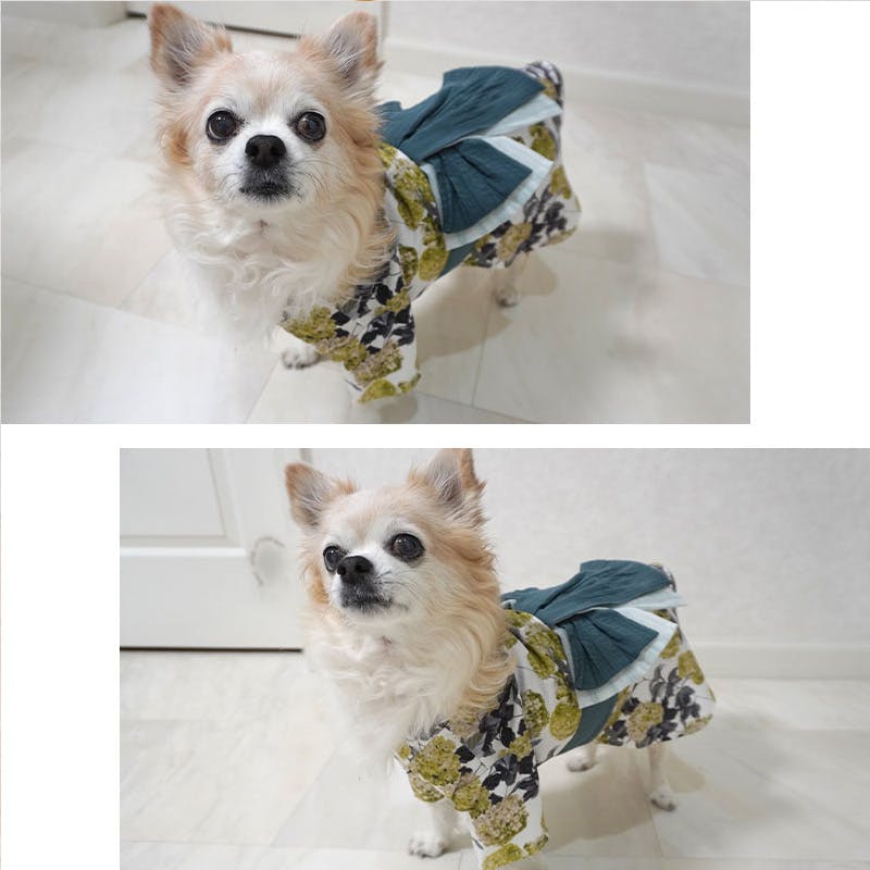 ONEKOSAMA OINUSAMA DESIGNERS GUILD 浴衣 ペットウェア 花柄 グリーン