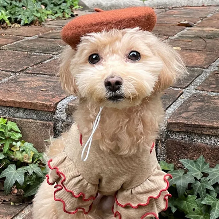 ONEKOSAMA OINUSAMA ペット用ベレー帽/ブラウン/F 洗える おしゃれ アクセサリー ons0056-br【別送品】