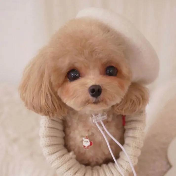 ONEKOSAMA OINUSAMA ペット用ベレー帽/ホワイト/F 洗える おしゃれ アクセサリー ons0056-wh【別送品】