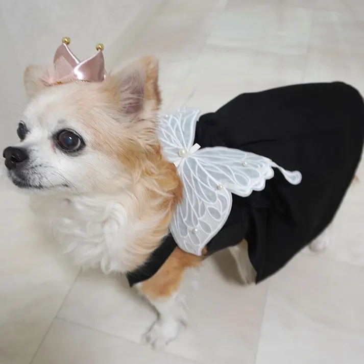 ONEKOSAMA OINUSAMA ちょうちょの羽 ペットアクセサリー/ホワイト おしゃれ アクセサリー ons0114-wh【別送品】