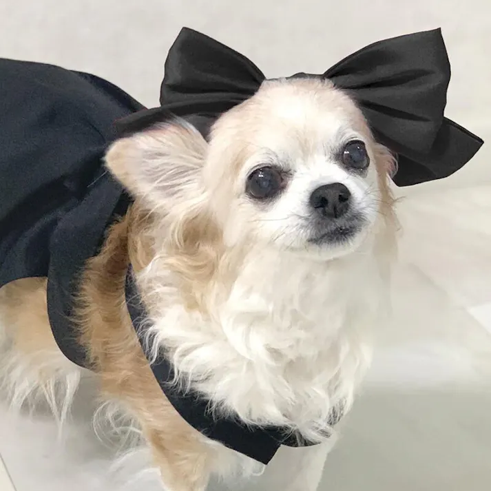 ONEKOSAMA OINUSAMA リボン ペットアクセサリー/ブラック おしゃれ アクセサリー ons0115-bk【別送品】