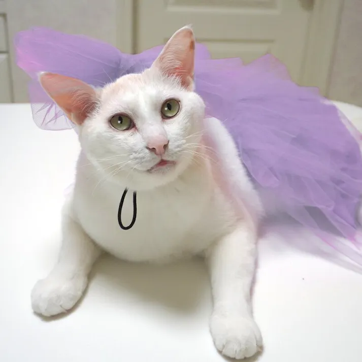 ONEKOSAMA OINUSAMA チュチュスカート/ラベンダー/8L-9L 大型犬 洗える ons0116-lv-8L-9L【別送品】