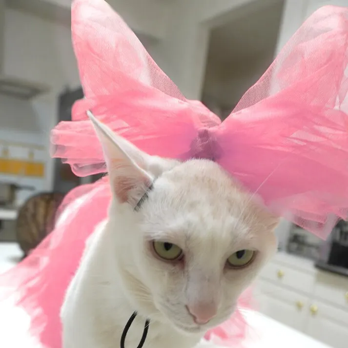 ONEKOSAMA OINUSAMA チュチュスカート/オレンジ/4L-5L 中型犬 洗える ons0116-or-4L-5L【別送品】