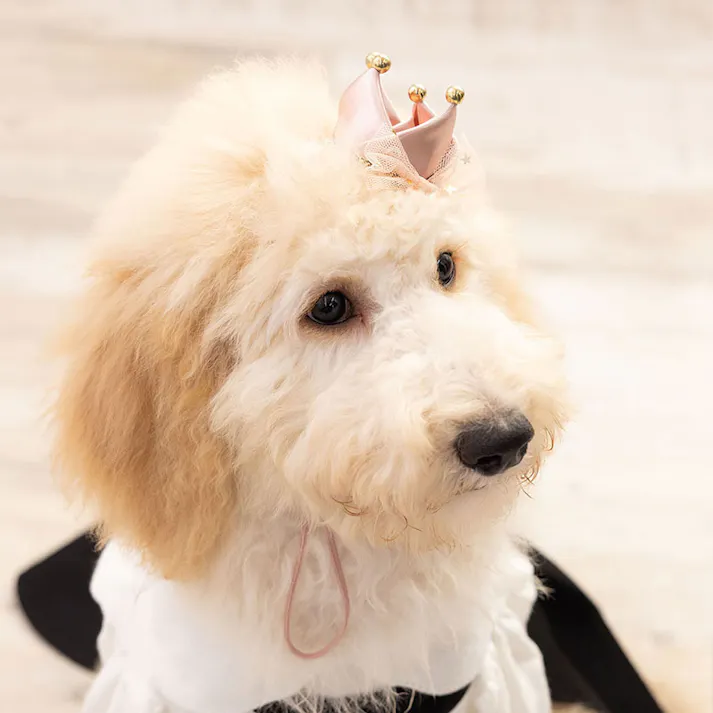 ONEKOSAMA OINUSAMA ペットクラウン 王冠アクセサリー クリップタイプ ピンク おしゃれ アクセサリー ons0117-pk【別送品】