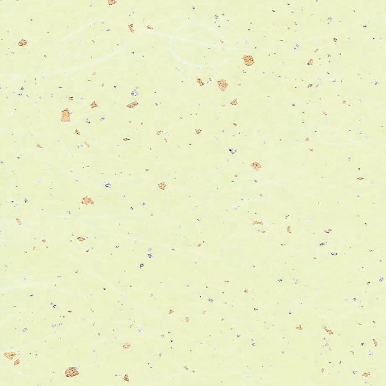 HEIKO シモジマ 和紙 雲龍紙金銀振 草 50枚×5 002107603(CDC)【別送品】