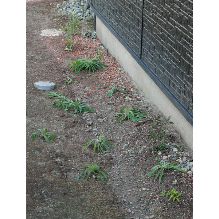 セーブ・インダストリー 雑草が生えにくい人工芝 庭 防草シート 芝生 SV-8050【別送品】