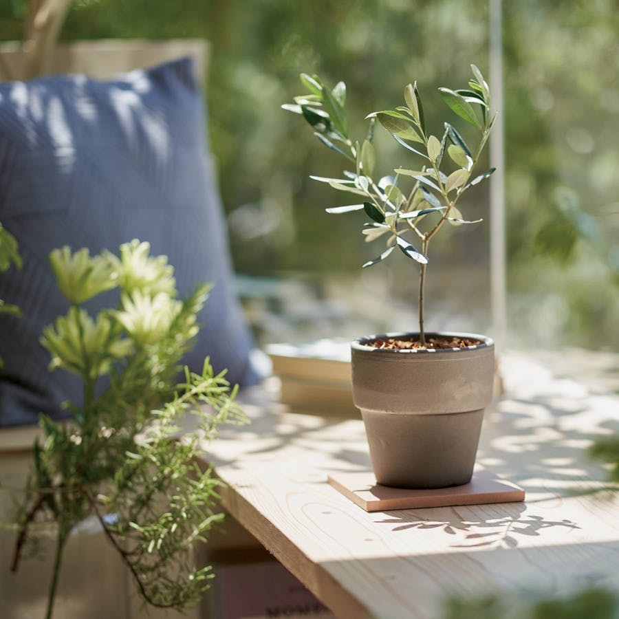 ギフトカタログ ミストラル オレガノ 結婚祝 出産祝 御祝 内祝 御礼
