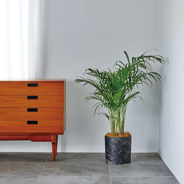 ギフトカタログ 沙羅 百日草(ひゃくにちそう) 仏事 香典返し 満中陰志 2590126【別送品】