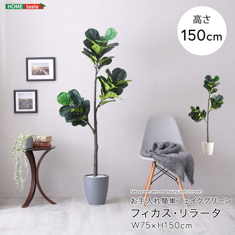 アーバン通商 お手入れ簡単フェイクグリーン フィカス・リラータ Mサイズ(150cm) 観葉植物 ジョイント式 鉢付 SH-06-FIC-M--IV【別送品】