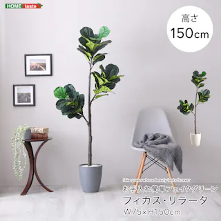 アーバン通商 お手入れ簡単フェイクグリーン フィカス・リラータ Mサイズ(150cm) 観葉植物 ジョイント式 鉢付 SH-06-FIC-M--IV【別送品】