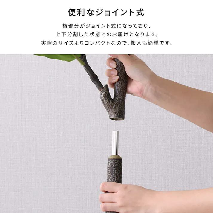 アーバン通商 お手入れ簡単フェイクグリーン フィカス・リラータ Mサイズ(150cm) 観葉植物 ジョイント式 鉢付 SH-06-FIC-M--IV【別送品】